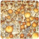 Псилоцибиновые (галлюциногенные) грибы в Скопине Psilocybin "Golden Teacher" Псилоцибиновые (галлюциногенные) грибы в Скопине Psilocybin "Golden Teacher"