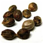 Семена марихуаны АК-47  (Seeds AK-47) в Скопине